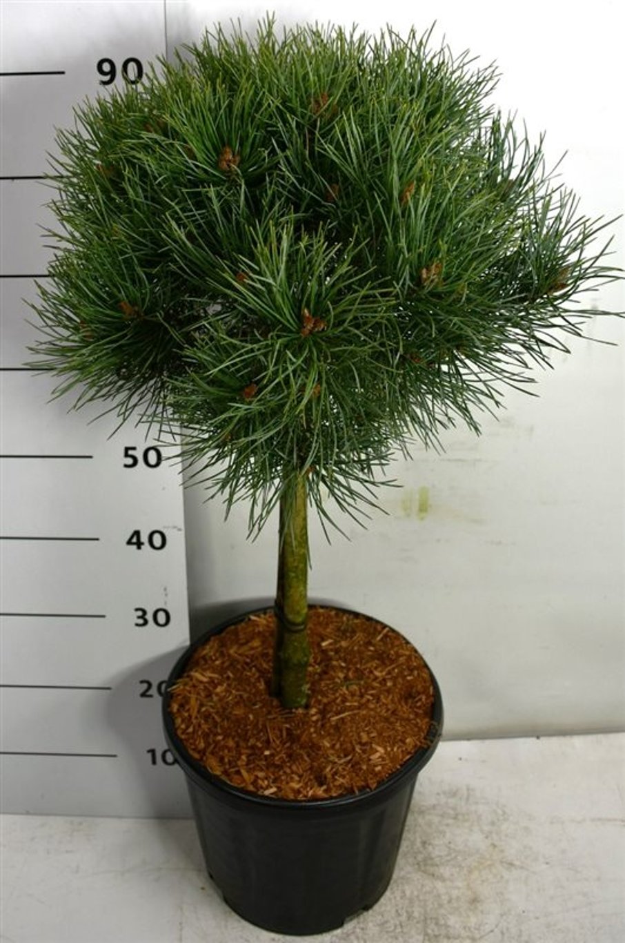Pinus sylv. 'Watereri' - 40 CM Stem C12